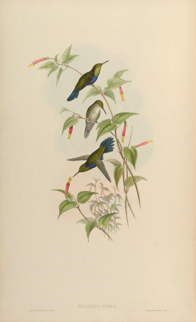 Damophila juliae door John Gould